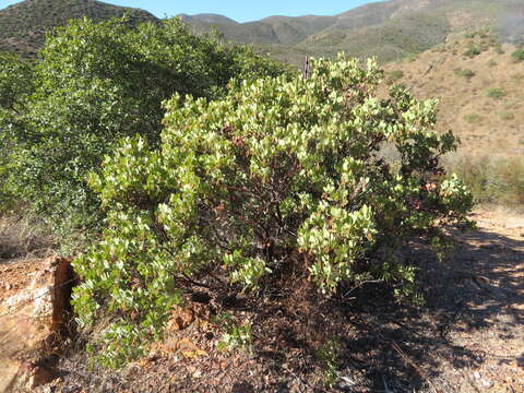 Image of Otay manzanita