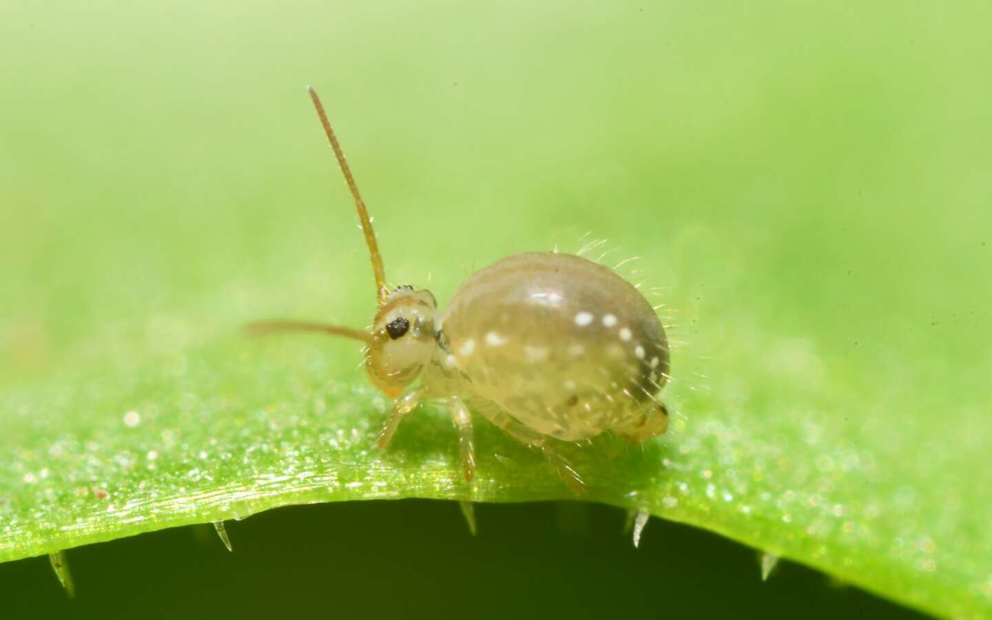 Image of Lucerne flea