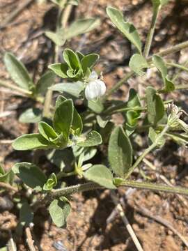 Image of Justicia anagalloides (Nees) T. Anders.