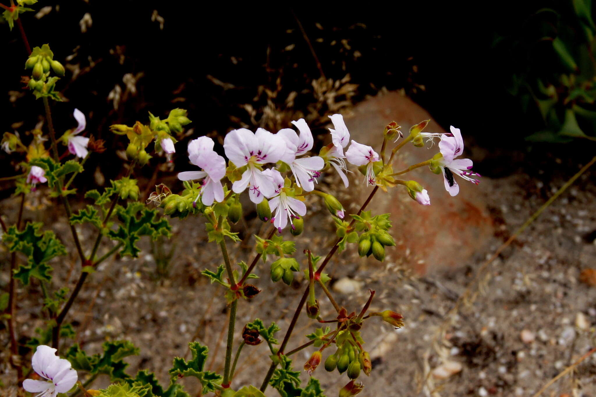 Image of Pelargonium englerianum Knuth