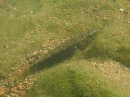 Image of Spine-cheek gudgeon