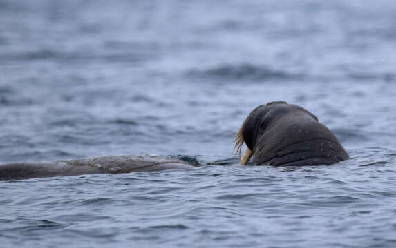 Image of Atlantic Walrus