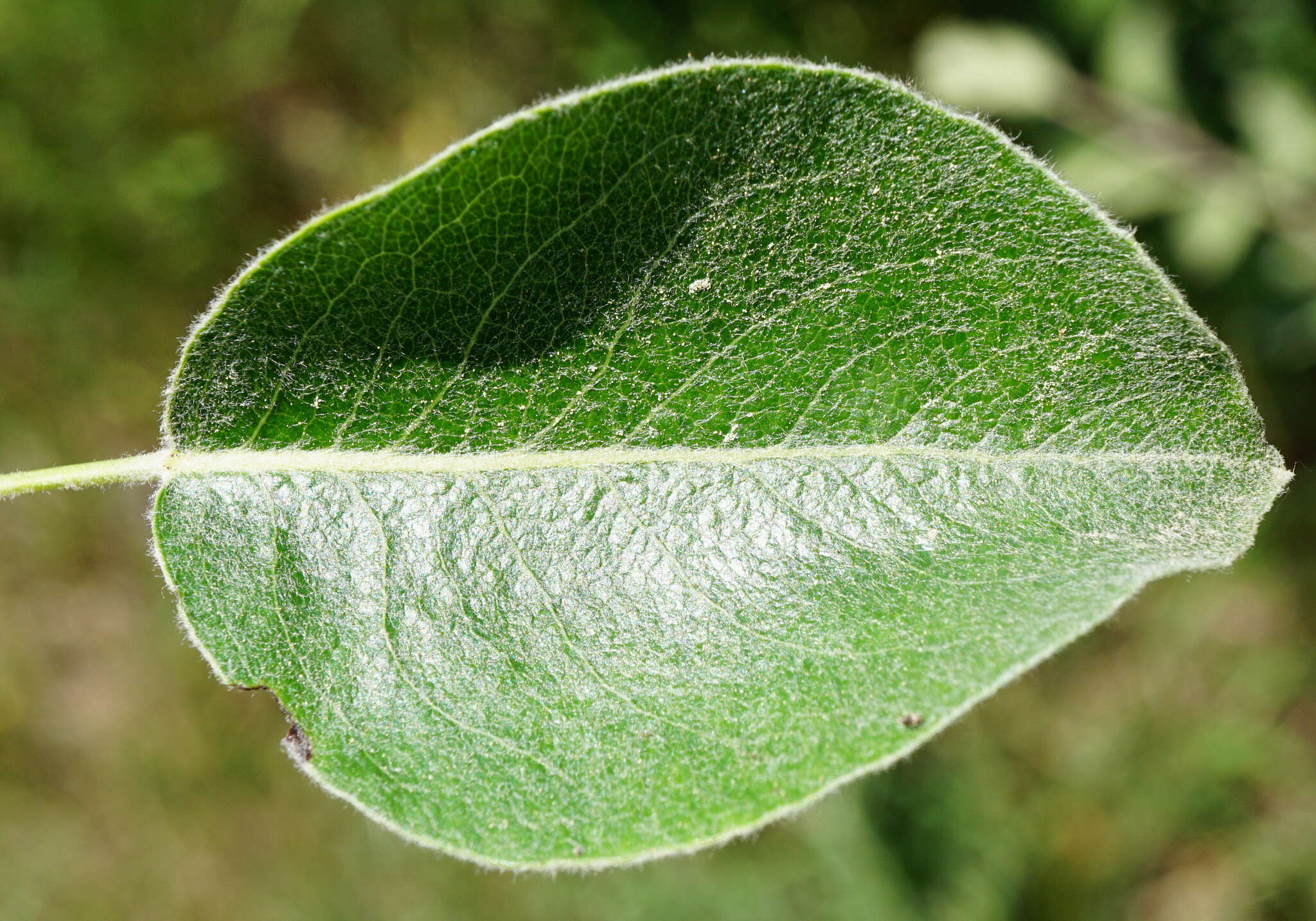 Plancia ëd Pyrus nivalis Jacq.