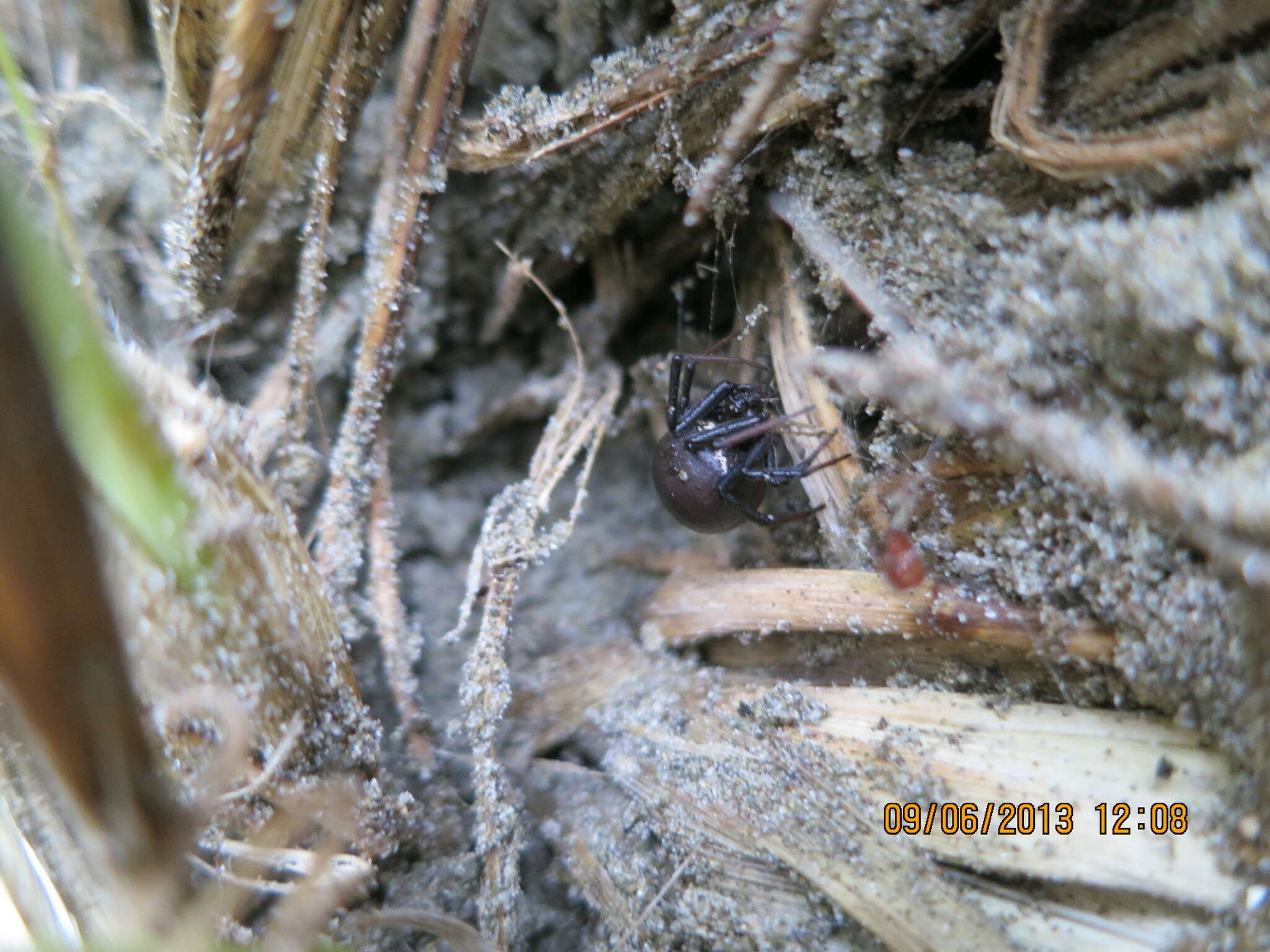 صورة Latrodectus katipo Powell 1871