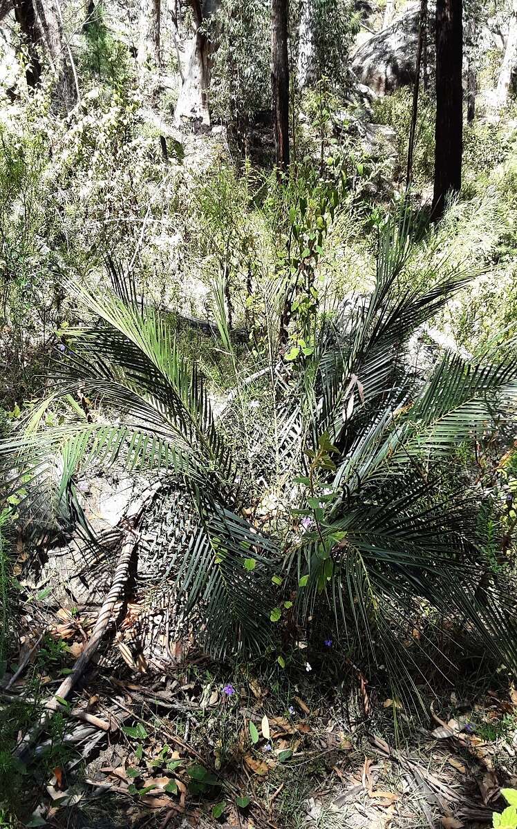 Image of Macrozamia reducta K. D. Hill & D. L. Jones