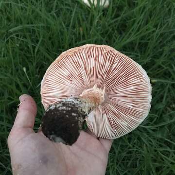 Image of Saproamanita manicata (Berk. & Broome) Redhead, Vizzini, Drehmel & Contu 2016