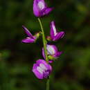 Image of Astragalus greggii S. Wats.