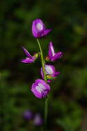 Image of Astragalus greggii S. Wats.