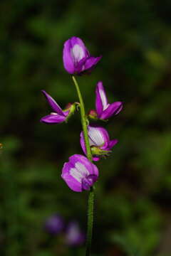 Image of Astragalus greggii S. Wats.