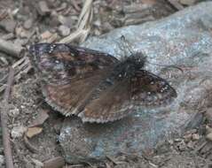 Image of Erynnis pacuvius Lintner 1878