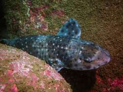 Image of Chilean Catshark