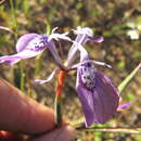 Plancia ëd Moraea cuspidata Goldblatt & J. C. Manning