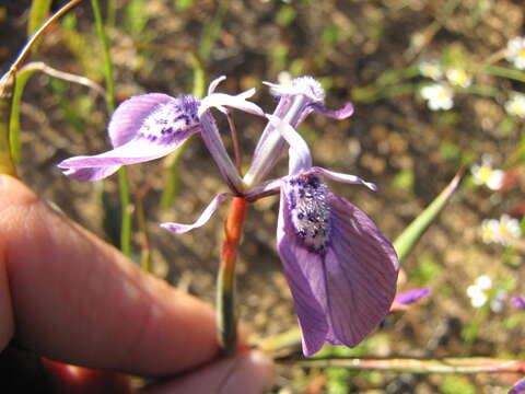 Plancia ëd Moraea cuspidata Goldblatt & J. C. Manning