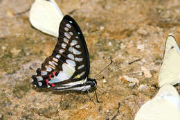 Graphium evemon (Boisduval 1836) resmi