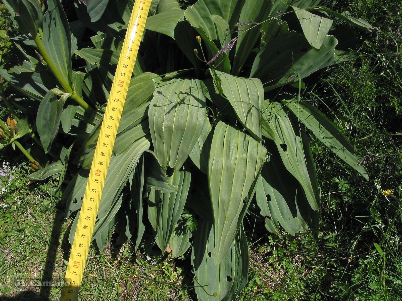 Image of Gentiana lutea subsp. aurantiaca M. Laínz