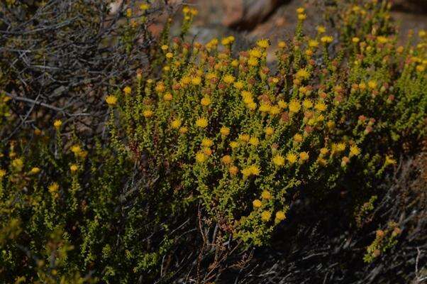 Image de Chrysocoma sparsifolia Hutch.