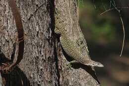 Imagem de Varanus timorensis Gray 1831