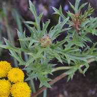 Image of Schistostephium crataegifolium (DC.) Fenzl ex Harv. & Sond.