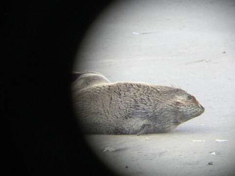 Image of Guadalupe Fur Seal