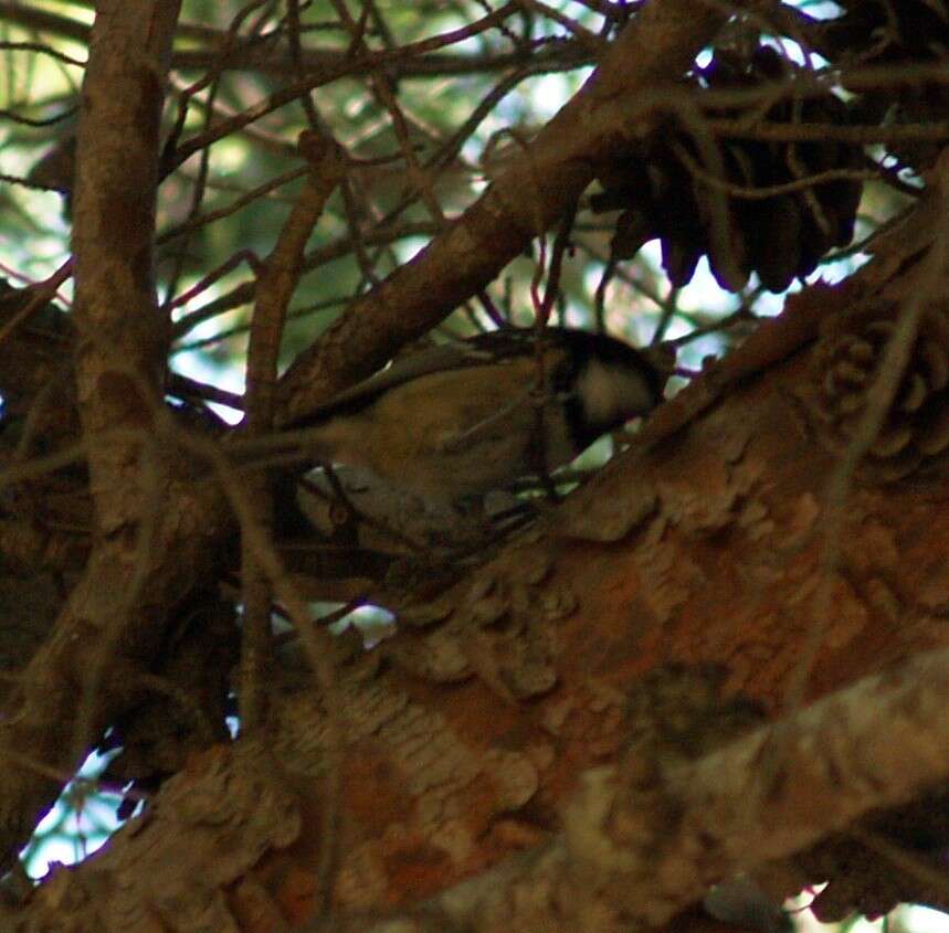 Image of Periparus ater ater (Linnaeus 1758)