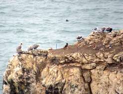 Image of Brown Booby