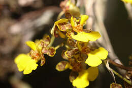 Trichocentrum ascendens (Lindl.) M. W. Chase & N. H. Williams的圖片