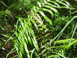 Image of swamp water fern