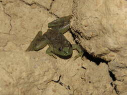 Image of Lysapsus bolivianus Gallardo 1961