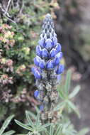 Image de Lupinus exaltatus Zucc.