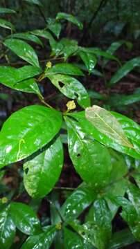 Image of Eumachia guianensis (Bremek.) Delprete & J. H. Kirkbr.