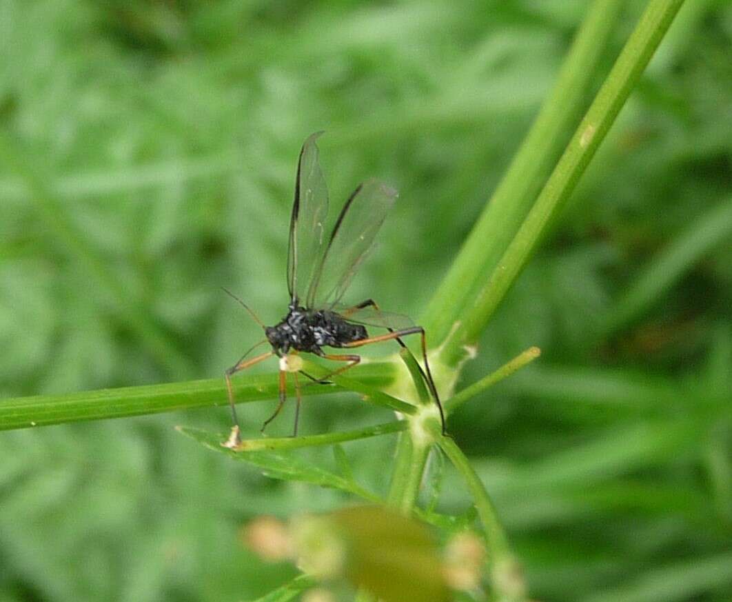 Plancia ëd Cinara (Cinara) piceae