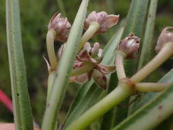 Image of Asclepias crassinervis N. E. Br.