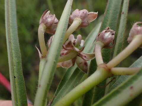 Image de Asclepias crassinervis N. E. Br.