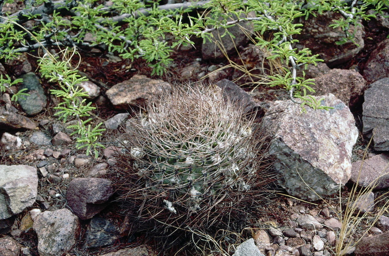 Imagem de Echinopsis thionantha (Speg.) Werderm.