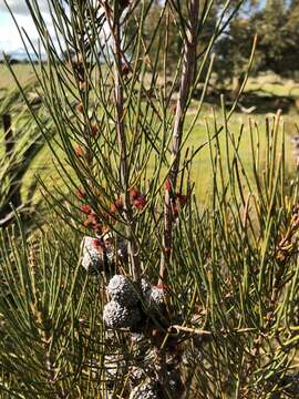 Image of Allocasuarina mackliniana L. A. S. Johnson