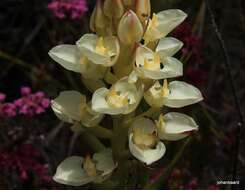 Image of Ceratandra grandiflora Lindl.