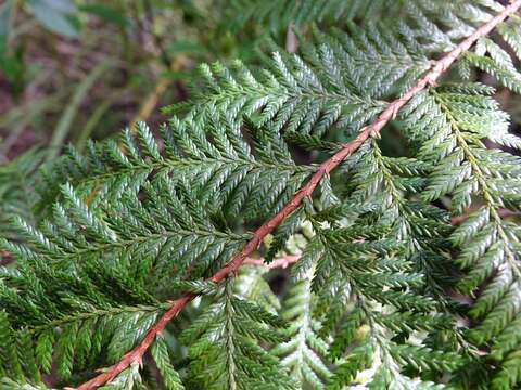 Plancia ëd Libocedrus plumosa (D. Don) Sarg.