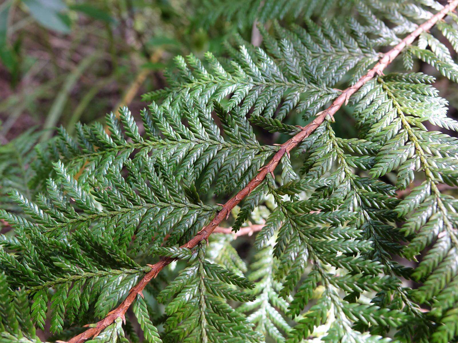 Plancia ëd Libocedrus plumosa (D. Don) Sarg.