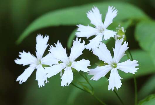 Silene gracillima Rohrb. resmi