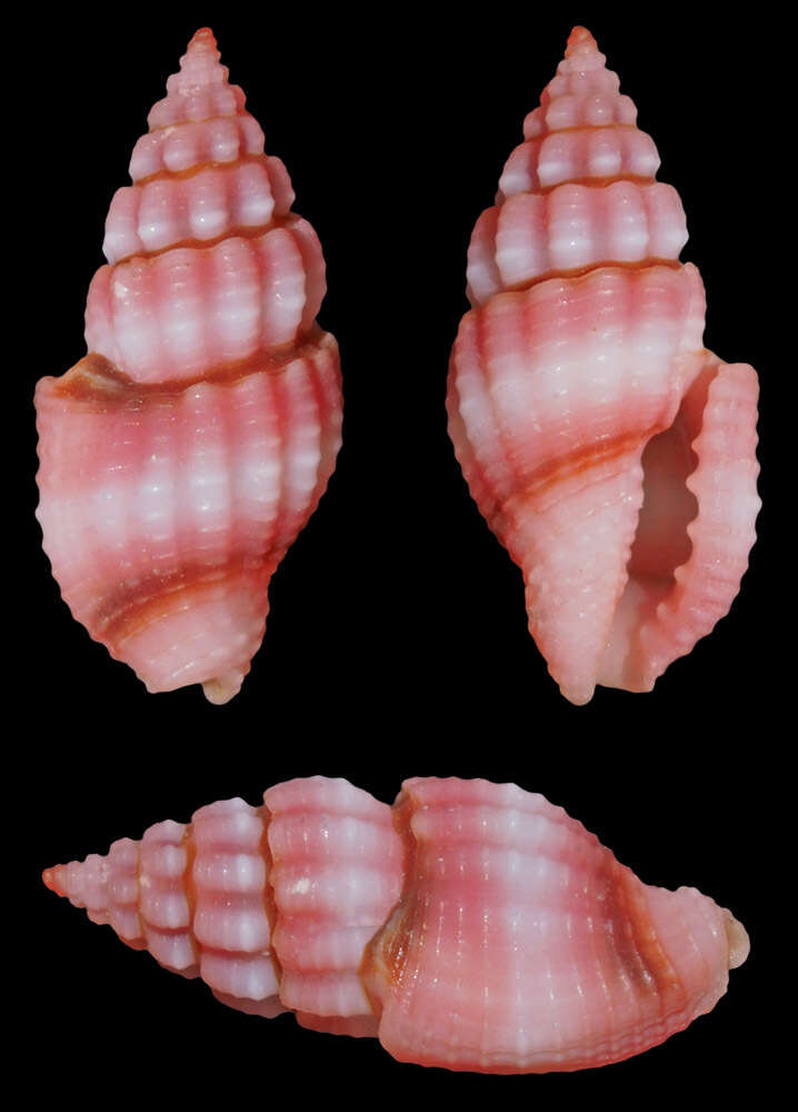 Image of Lienardia rubida (Hinds 1843)