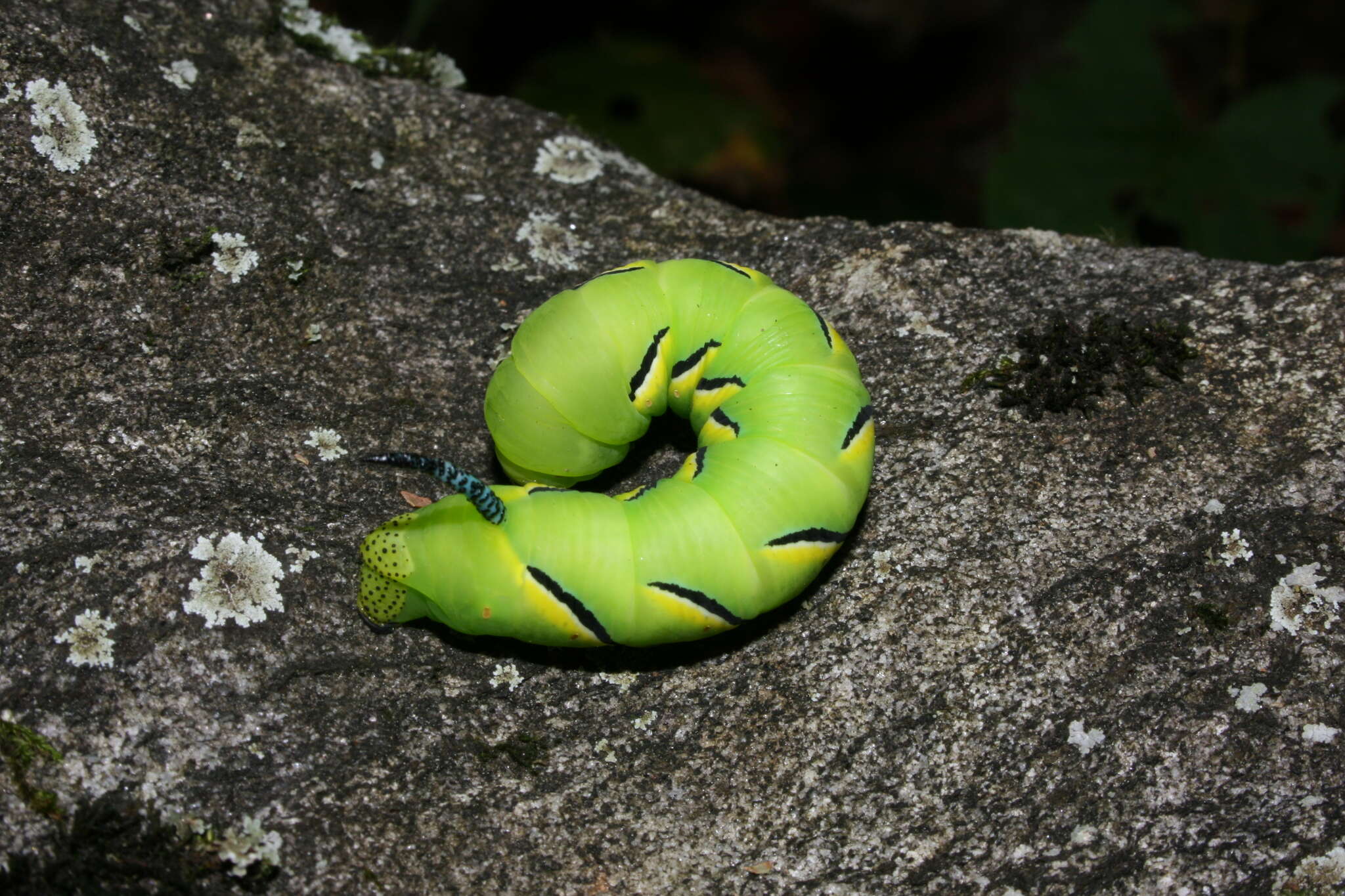 Image of Laurel sphinx