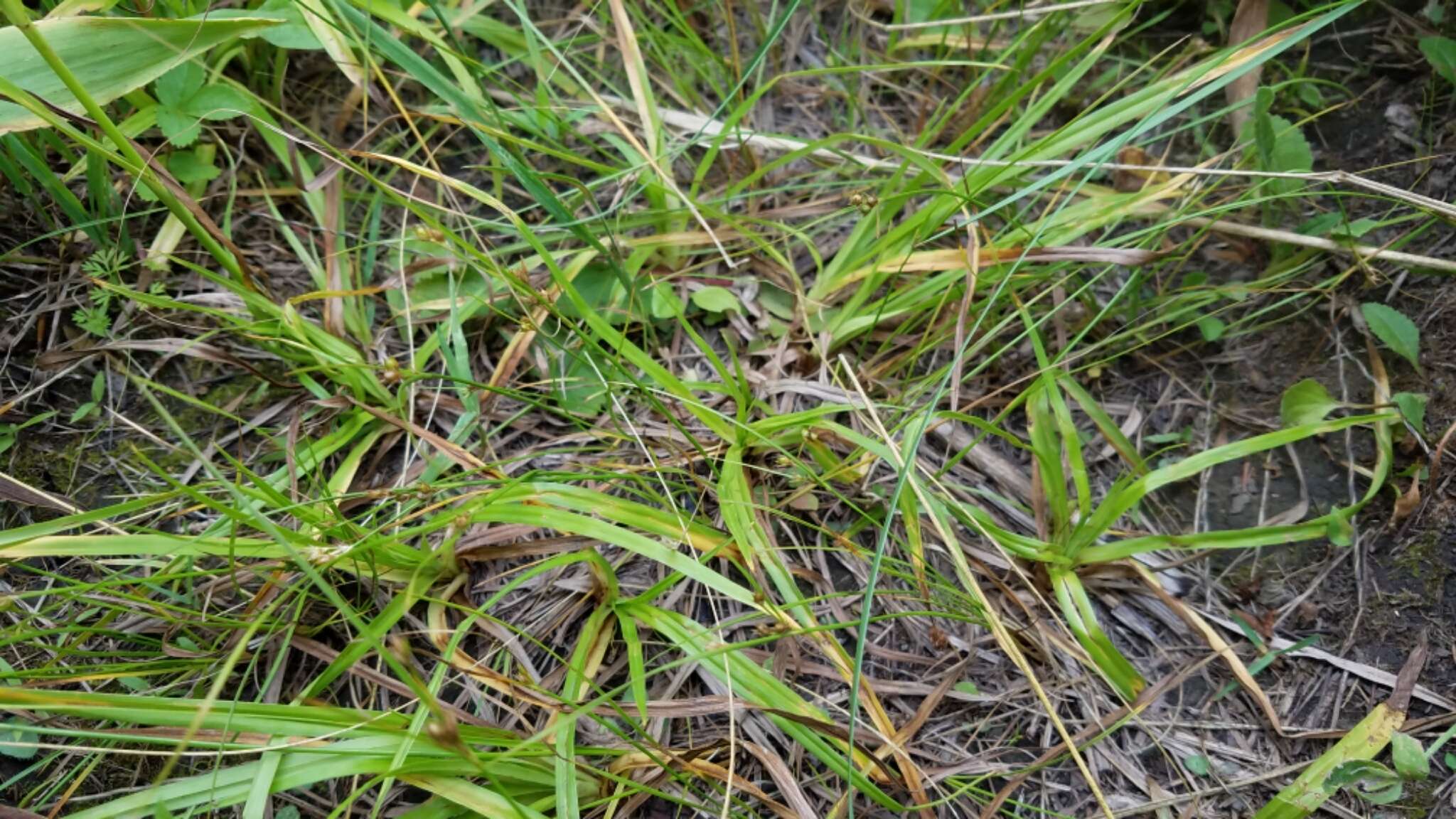 Scirpus pendulus Muhl. resmi