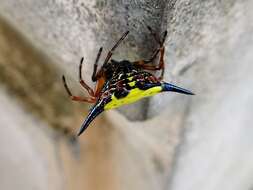 Image of Macracantha hasselti (C. L. Koch 1837) Macharoenboon, Siriwut & Jeratthitikul 2021
