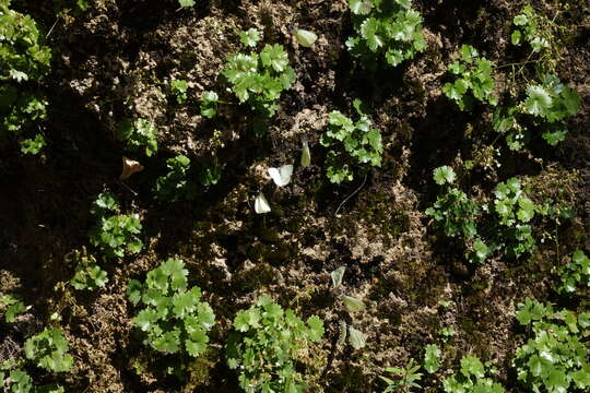 Image of Hapeman's Coolwort