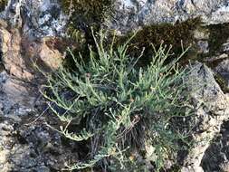 Image of rockloving erigeron