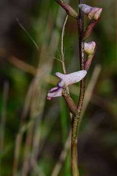 Слика од Disa aconitoides subsp. aconitoides