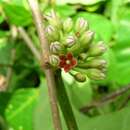 صورة Marsdenia zimapanica Hemsl.