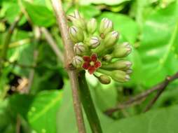 صورة Marsdenia zimapanica Hemsl.