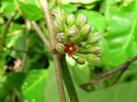 Image of Marsdenia zimapanica Hemsl.