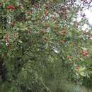 Image of <i>Crataegus <i>azarolus</i></i> var. azarolus